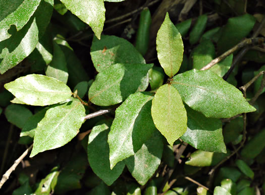 image of Elaeagnus pungens, Thorny Olive, Autumn Siverberry, Silverthorn, Thorny Elaeagnus