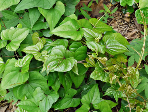 image of Dioscorea polystachya, Cinnamon Vine, Chinese Yam