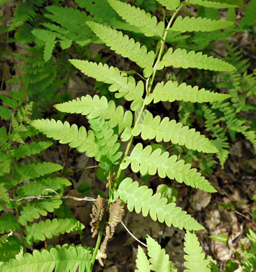 image of Claytosmunda claytoniana, Interrupted Fern