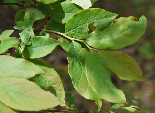 image of Vaccinium stamineum var. 2, Appalachian Deerberry