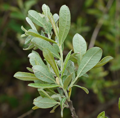 image of Salix humilis, Upland Willow, Prairie Willow