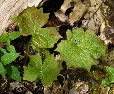 image of Diphylleia cymosa, Umbrella-leaf, Pixie-parasol