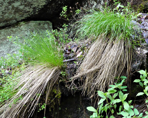 image of Carex misera, Wretched Sedge