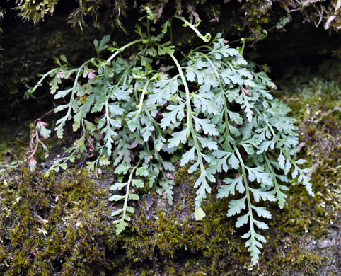 Mountain Spleenwort