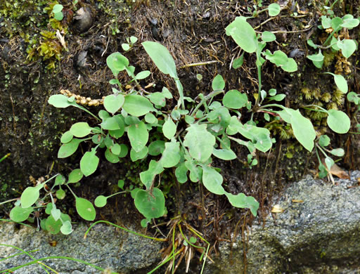 image of Krigia montana, Mountain Dwarf-dandelion, Mountain Cynthia