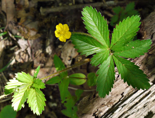 image of Potentilla simplex, Old Field Cinquefoil, Old-field Five-fingers, Common Cinquefoil