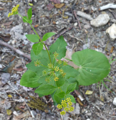 image of Zizia aptera, Heartleaf Golden-Alexanders, Heartleaf Alexanders