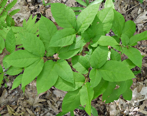 image of Aralia nudicaulis, Wild Sarsaparilla