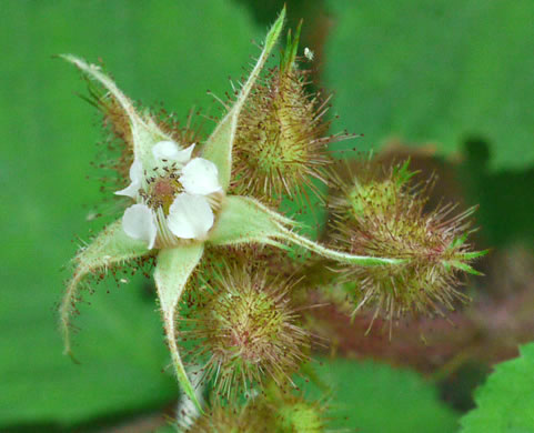 image of Rubus phoenicolasius, Wineberry, Wine Raspberry