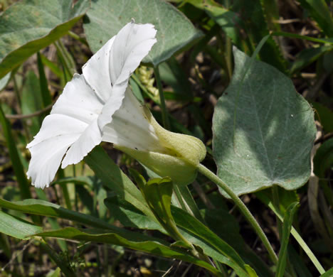 image of Convolvulus sericatus, Blue Ridge Bindweed, Silky Bindweed, Downy False Bindweed