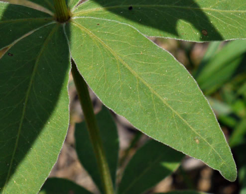 image of Coreopsis major var. major, Whorled Coreopsis, Woodland Coreopsis