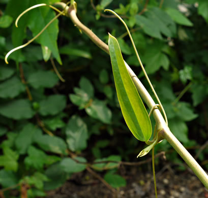 image of Smilax laurifolia, Bamboo-vine, Blaspheme-vine, Wild Bamboo, Laurel-leaf Greenbriar