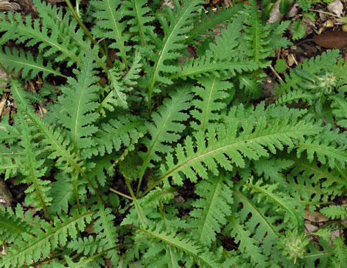 image of Pedicularis canadensis, Wood-betony, Eastern Lousewort, Fernleaf, Canadian Lousewort