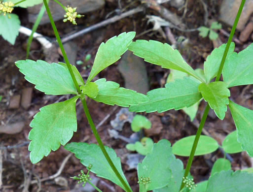 image of Zizia trifoliata, Mountain Golden-Alexanders