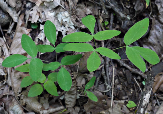 image of Taenidia integerrima, Yellow Pimpernel