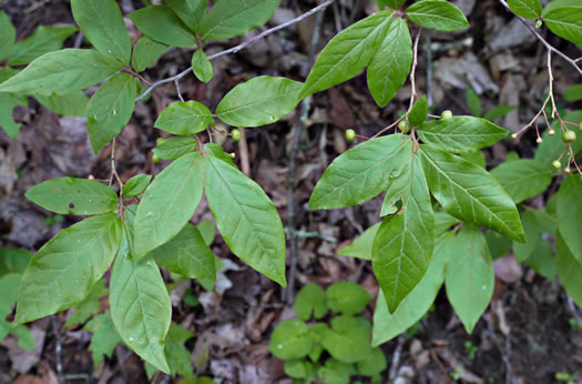 image of Gaylussacia ursina, Bear Huckleberry, Buckberry, Mountain Huckleberry, Bearberry