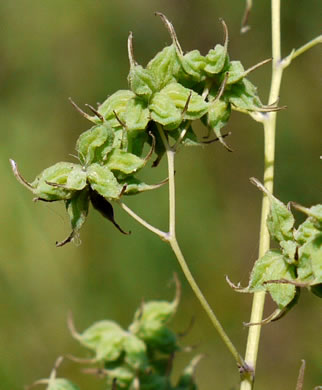 image of Thalictrum amphibolum, Skunk Meadowrue, Waxy Meadowrue