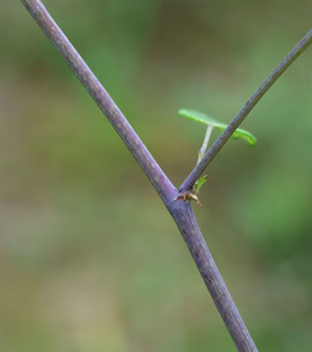 image of Thalictrum amphibolum, Skunk Meadowrue, Waxy Meadowrue