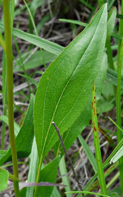 image of Echinacea laevigata, Smooth Coneflower, Smooth Purple Coneflower