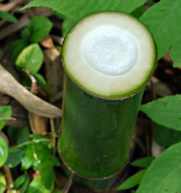 image of Phyllostachys bambusoides, Giant Timber Bamboo, Japanese Timber Bamboo