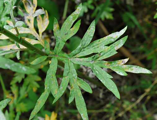 image of Artemisia vulgaris, Mugwort, Felon Herb