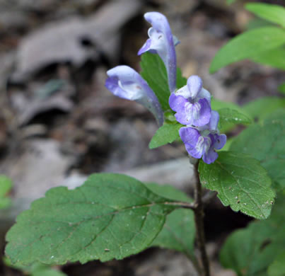 image of Scutellaria elliptica var. elliptica, Hairy Skullcap, Elliptic-leaved Skullcap