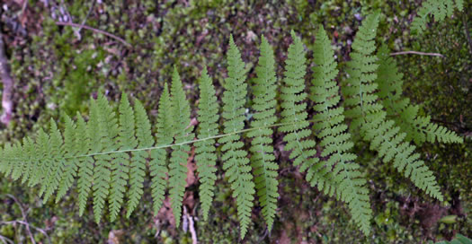 image of Sitobolium punctilobulum, Hay-scented Fern, Pasture Fern, Boulder Fern