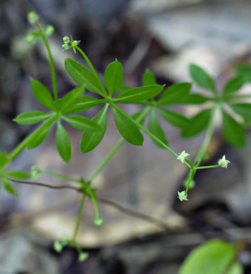 image of Galium triflorum, Sweet-scented Bedstraw, Fragrant Bedstraw