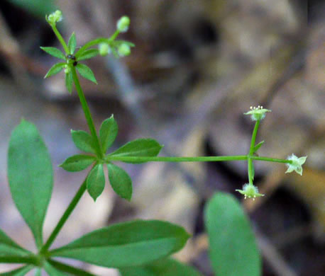 image of Galium triflorum, Sweet-scented Bedstraw, Fragrant Bedstraw