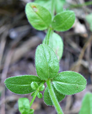 image of Galium pilosum, Hairy Bedstraw