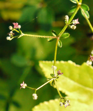 image of Galium pilosum, Hairy Bedstraw