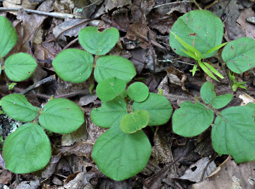 image of Desmodium rotundifolium, Roundleaf Tick-trefoil, Dollarleaf, Prostrate Tick-trefoil, Sessileleaf Tick-trefoil