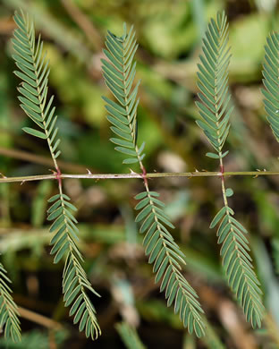 image of Mimosa microphylla, Littleleaf Sensitive-briar, Eastern Sensitive-briar