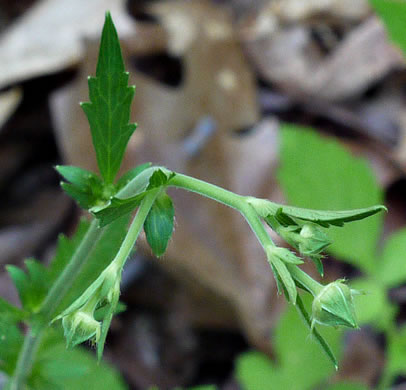 image of Geum virginianum, Pale Avens, Cream Avens