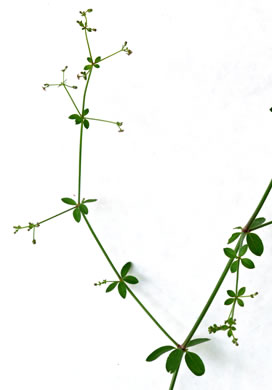 image of Galium pilosum, Hairy Bedstraw