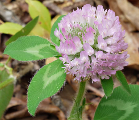 image of Trifolium pratense, Red Clover