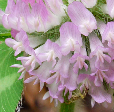 image of Trifolium pratense, Red Clover