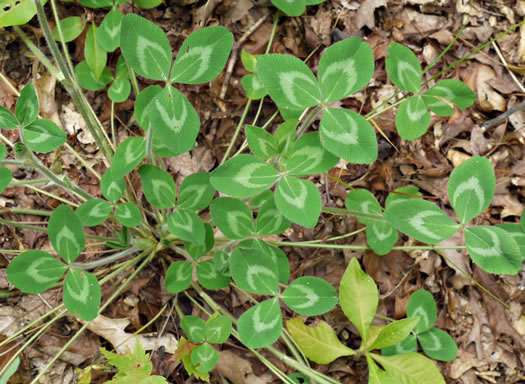 image of Trifolium pratense, Red Clover