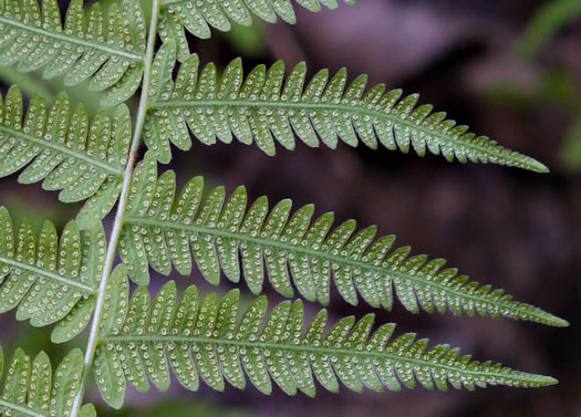 image of Amauropelta noveboracensis, New York Fern