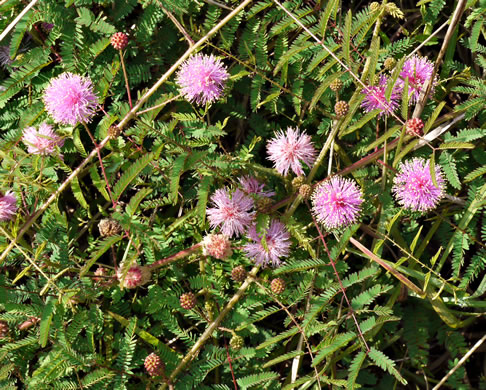 image of Mimosa microphylla, Littleleaf Sensitive-briar, Eastern Sensitive-briar