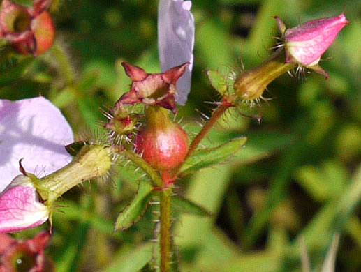 image of Rhexia mariana var. mariana, Pale Meadowbeauty, Maryland Meadowbeauty, Dull Meadowbeauty