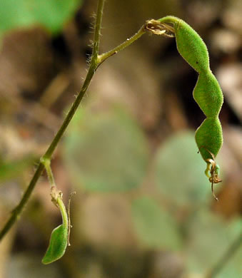 image of Desmodium rotundifolium, Roundleaf Tick-trefoil, Dollarleaf, Prostrate Tick-trefoil, Sessileleaf Tick-trefoil