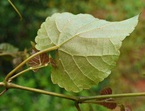 image of Vitis baileyana, Possum Grape