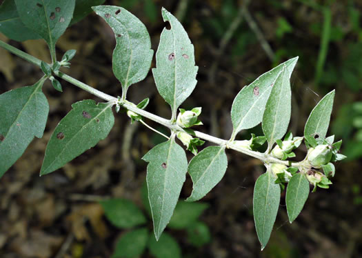 image of Aureolaria virginica, Downy False Foxglove, Downy Oak-leach, Virginia Oak-leach, Downy Yellow False Foxglove