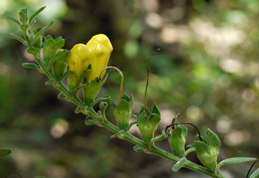 image of Aureolaria virginica, Downy False Foxglove, Downy Oak-leach, Virginia Oak-leach, Downy Yellow False Foxglove