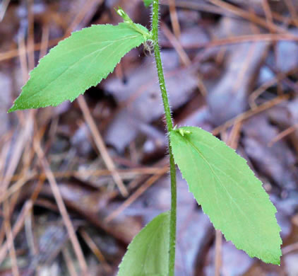 image of Lobelia inflata, Indian-tobacco, Pukeweed