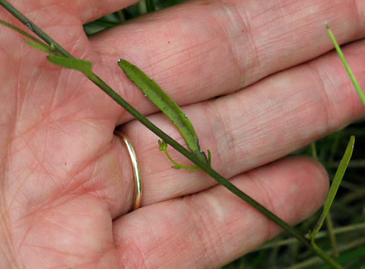 image of Lobelia nuttallii, Nuttall's Lobelia