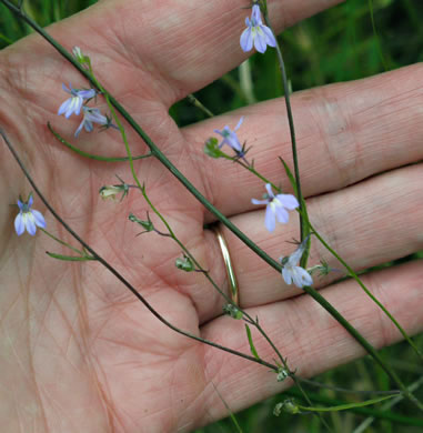 image of Lobelia nuttallii, Nuttall's Lobelia