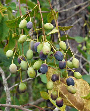 image of Chionanthus virginicus, Fringetree, Grancy Graybeard, Old Man's Beard, Grandsir-graybeard