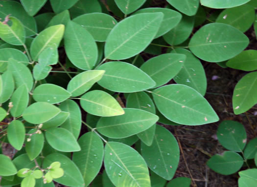 image of Lespedeza bicolor, Bicolor Lespedeza, Bicolor, Shrubby Lespedeza